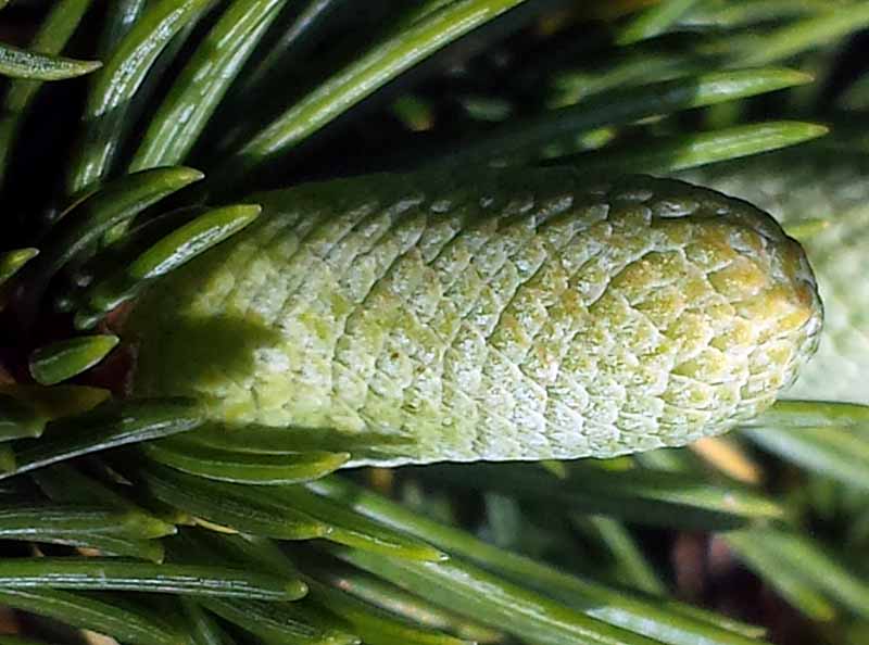 Cedrus atlantica #49947