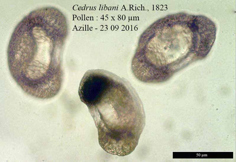 Cedrus libani #49946