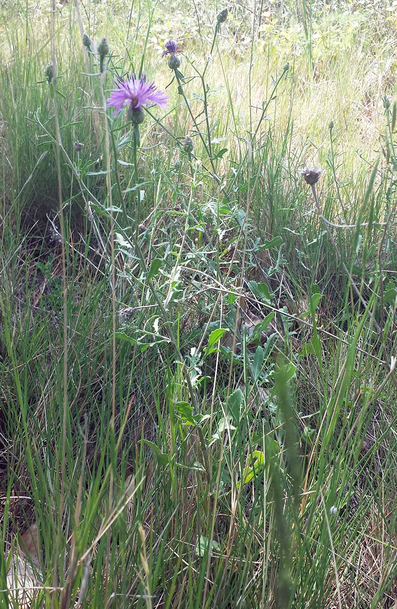 Centaurea aspera #55496