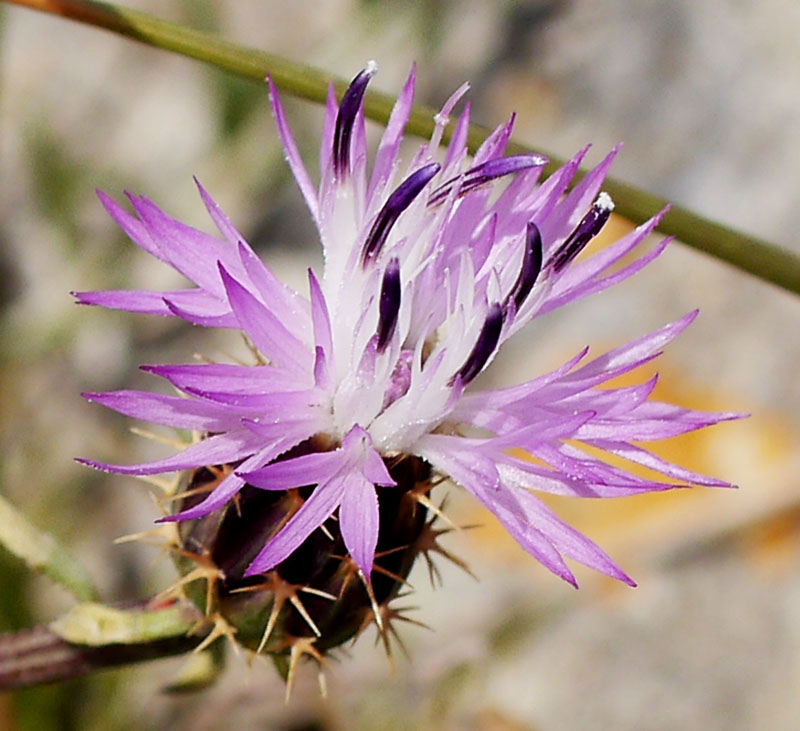 Centaurea aspera #55501