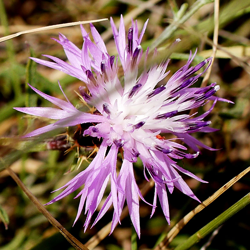 Centaurea aspera #55498