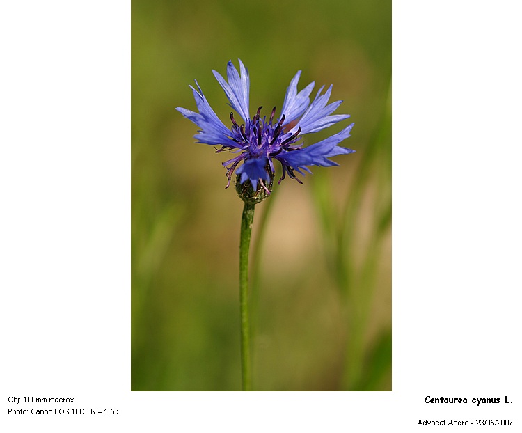 Centaurea cyanus L. #1799