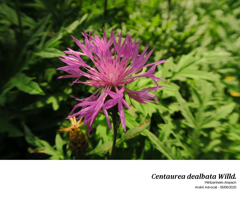 Centaurea dealbata Willd. #63786