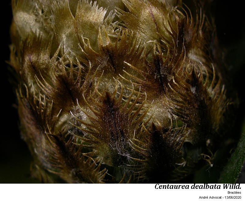 Centaurea dealbata Willd. #63787