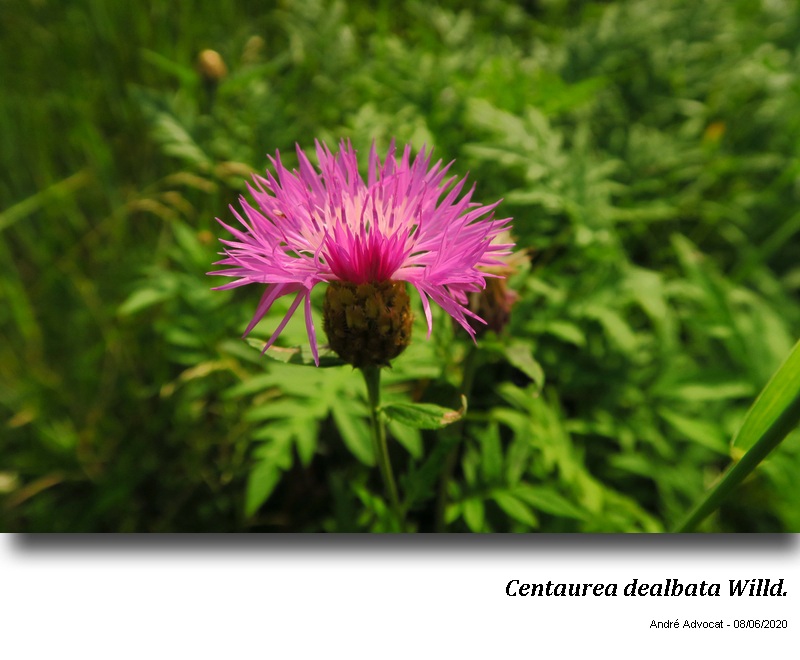 Centaurea dealbata Willd. #63789
