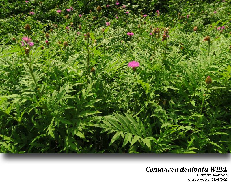 Centaurea dealbata Willd. #63785