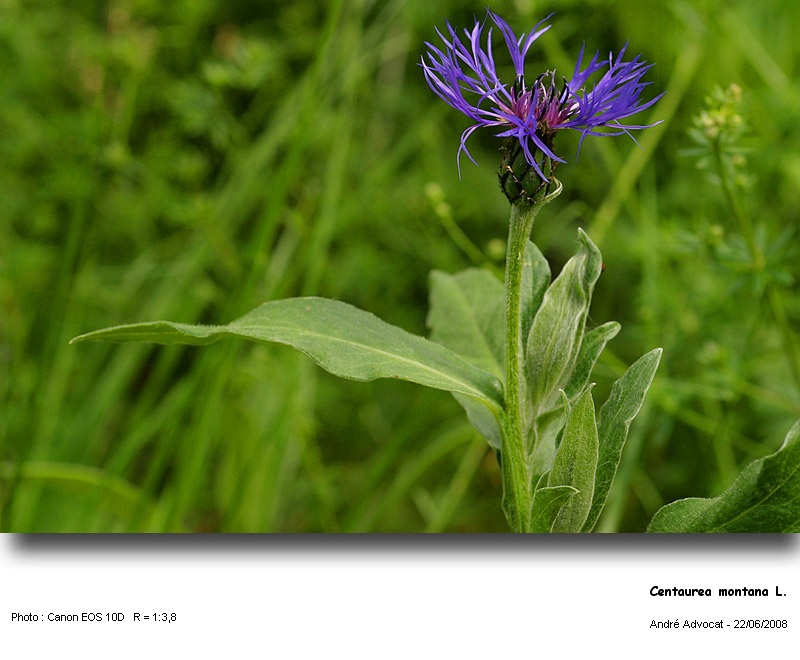 Centaurea montana L. (Centaurée des montagnes) #4602