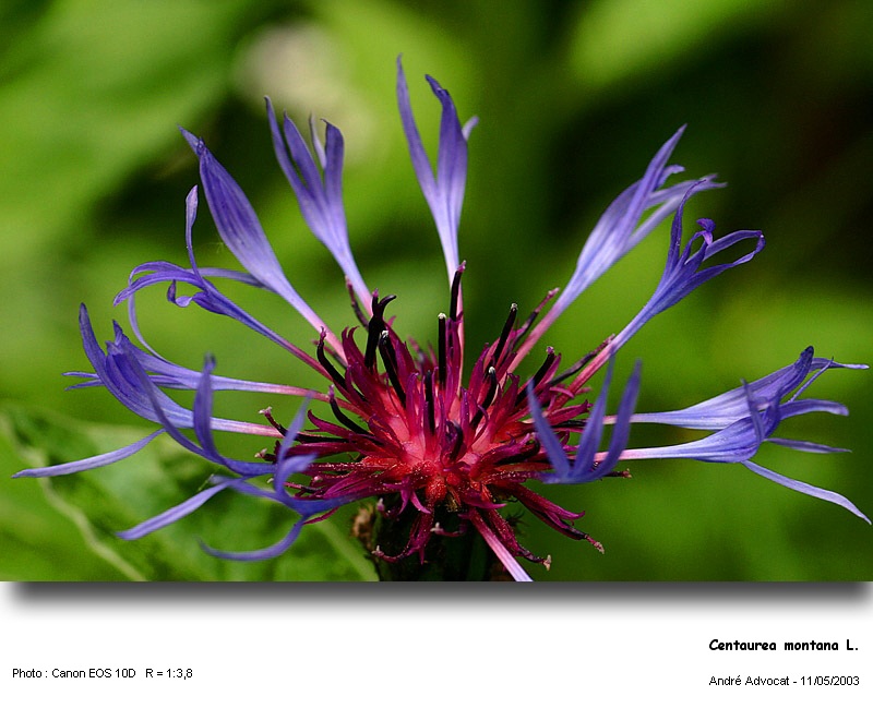 Centaurea montana L. (Centaurée des montagnes) #4603