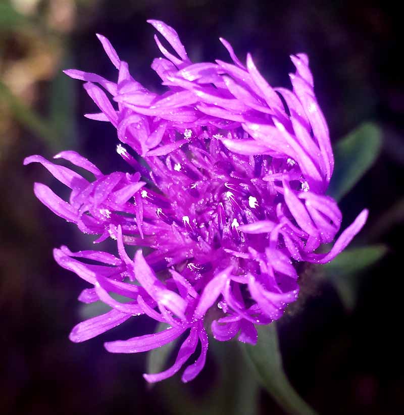 Centaurea nigra #52045