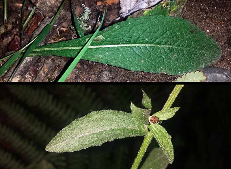 Centaurea nigra #52040