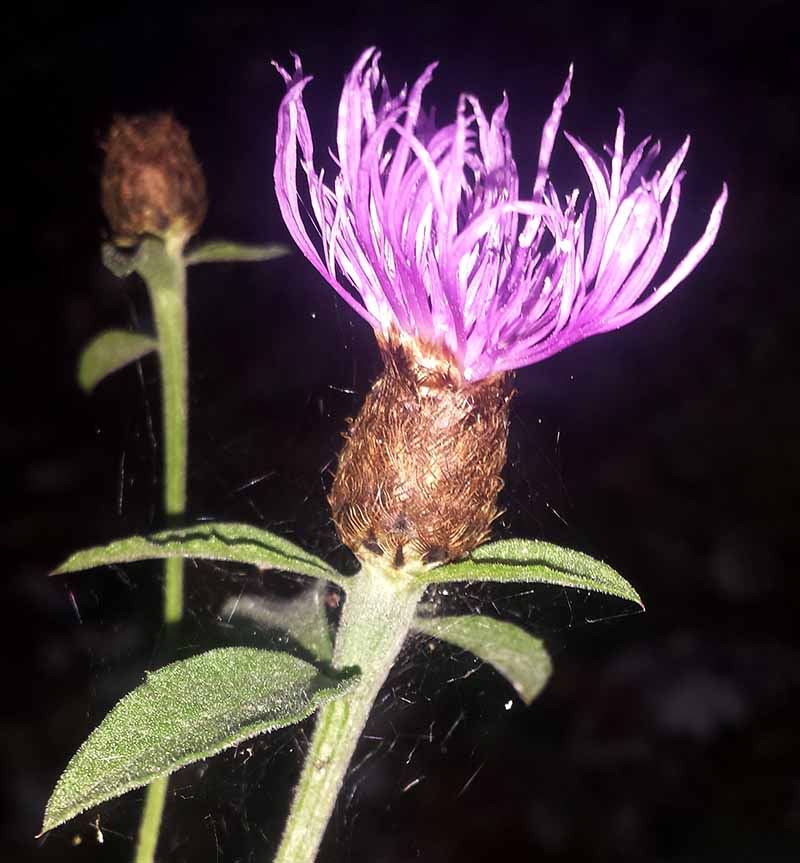 Centaurea nigra #52042