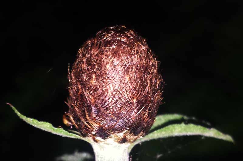 Centaurea nigra #52041