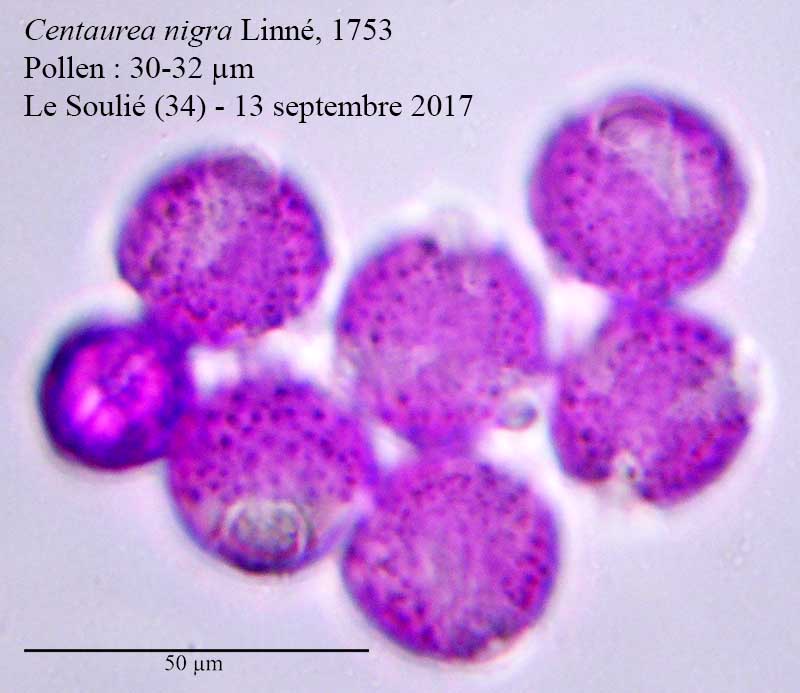 Centaurea nigra #52047