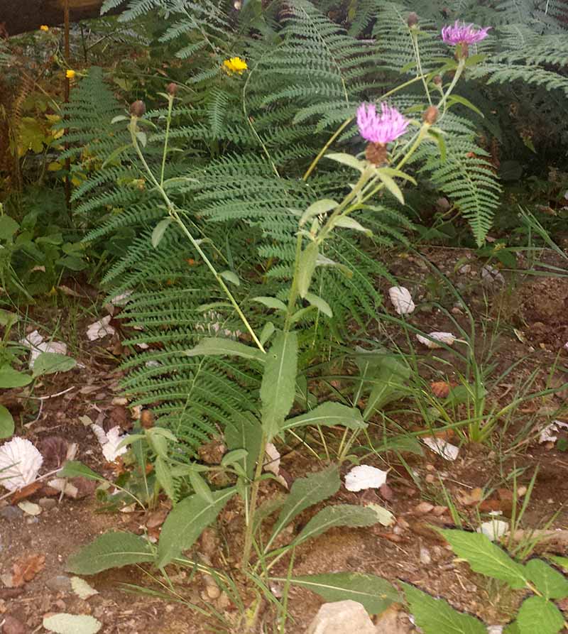 Centaurea nigra #52039