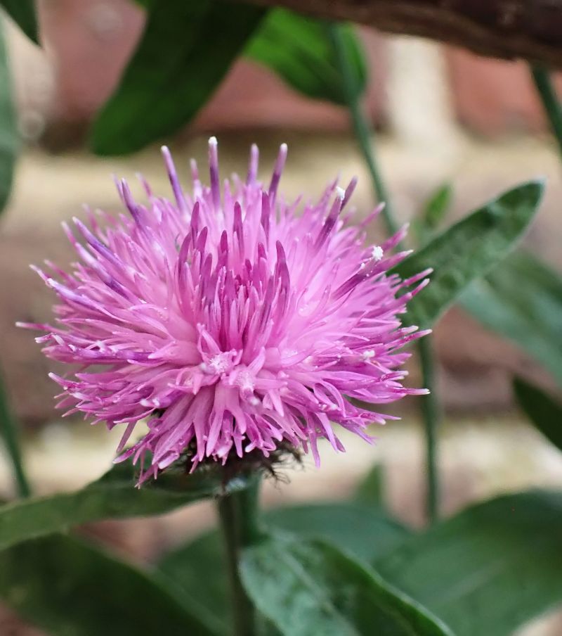 Centaurea nigra-Centauré noir #67171