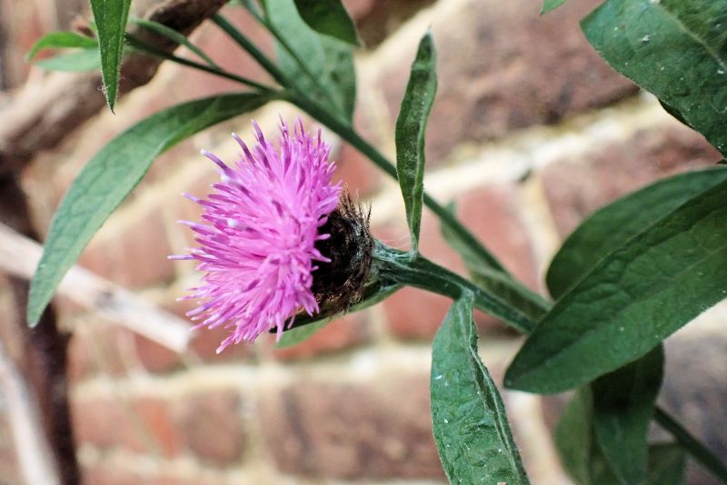 Centaurea nigra-Centauré noir #67174