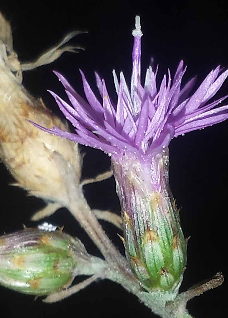 Centaurea paniculata #51843