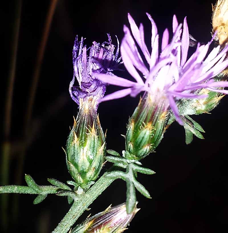 Centaurea paniculata #51840