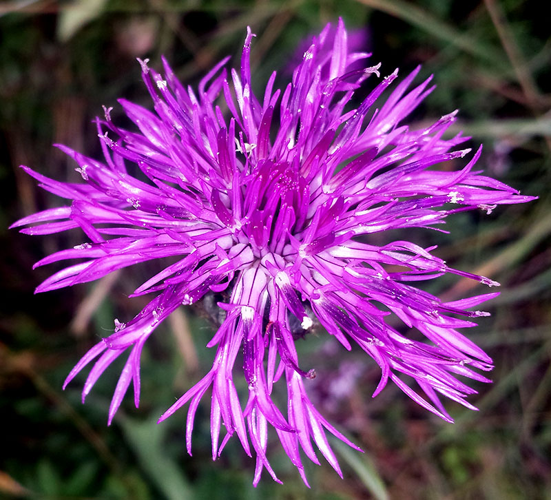 Centaurea scabiosa #54224