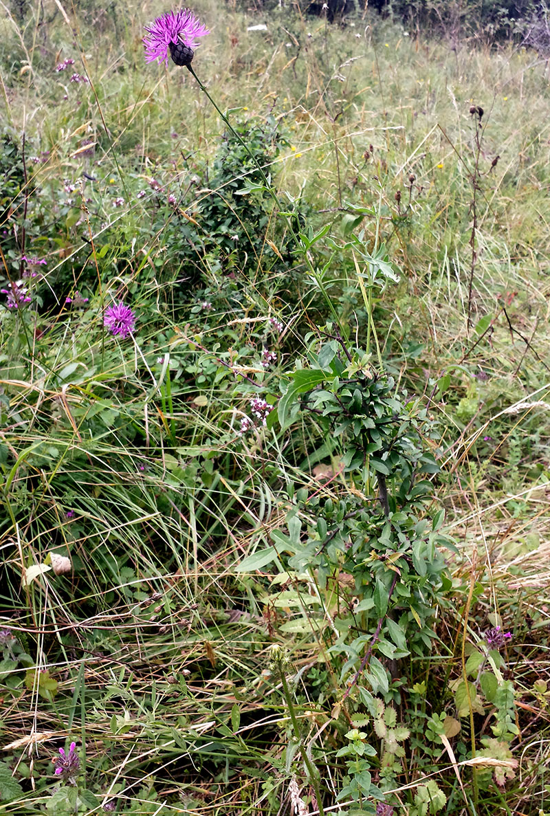 Centaurea scabiosa #54219