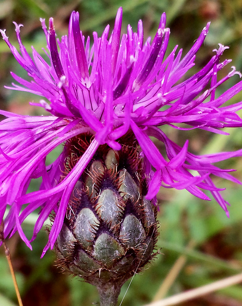 Centaurea scabiosa #54222