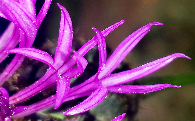 Centaurea scabiosa #54223