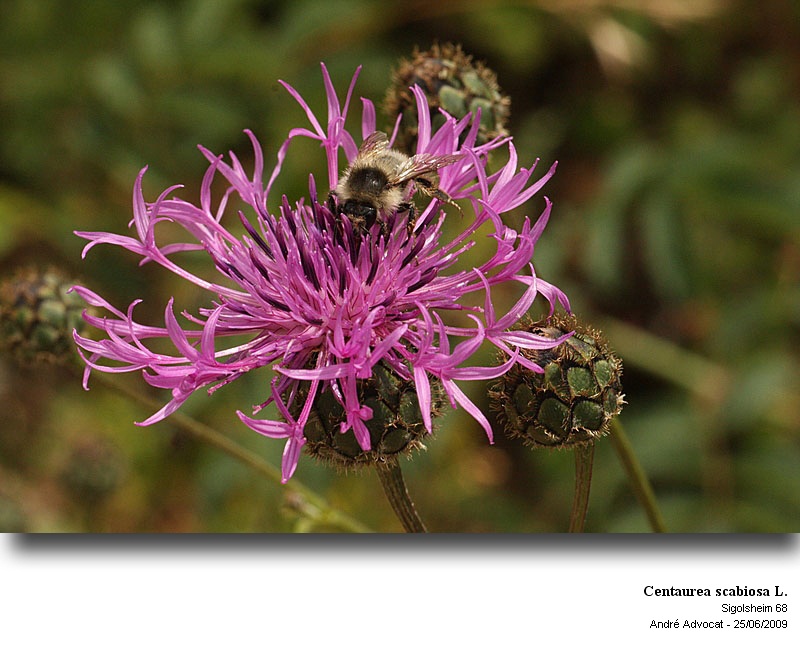 Centaurea scabiosa L.   ( Pollen) #13707