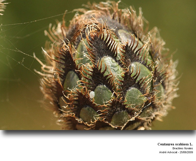 Centaurea scabiosa L. #13704
