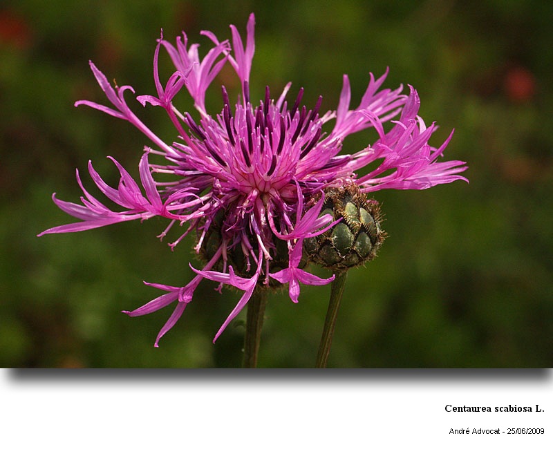 Centaurea scabiosa L. #13703