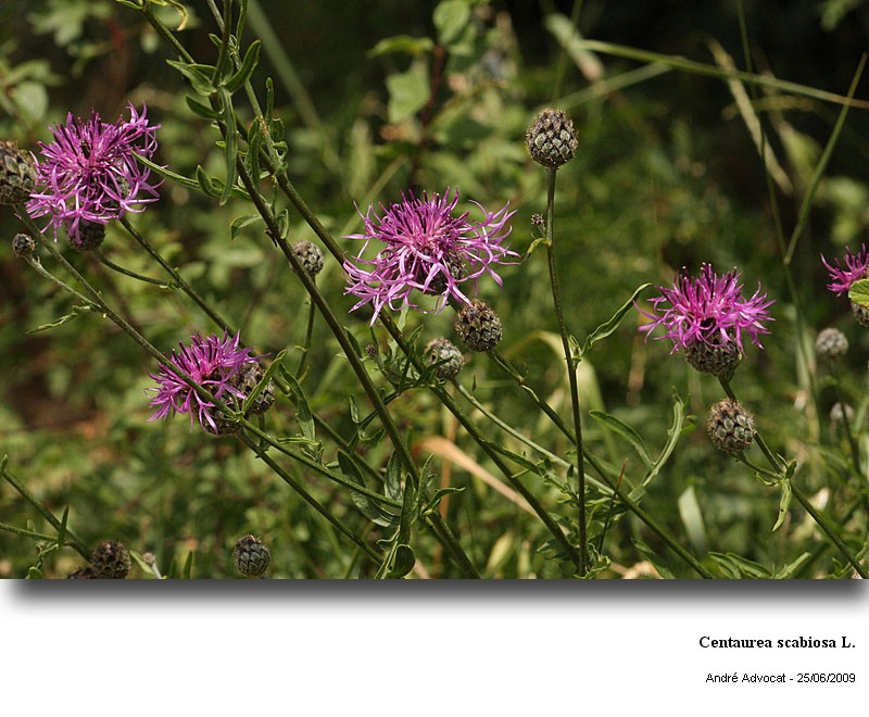Centaurea scabiosa L. #13702