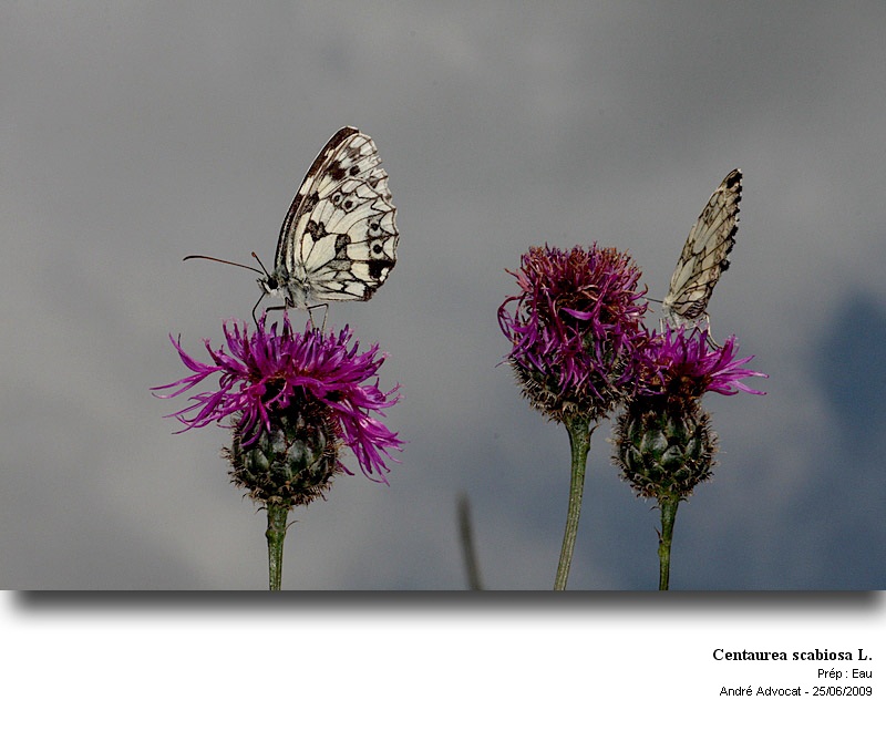 Centaurea scabiosa L. #13705