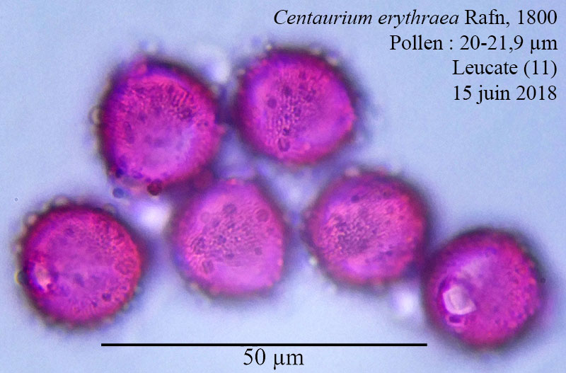 Centaurium erythraea #55366
