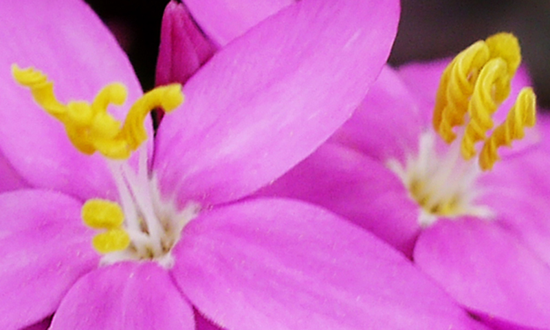 Centaurium erythraea #55361