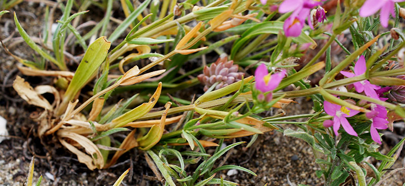 Centaurium erythraea #55355
