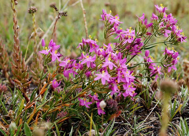 Centaurium erythraea #55354