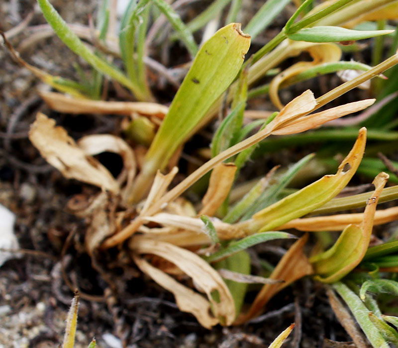 Centaurium erythraea #55356