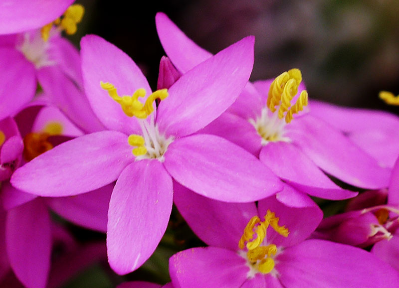 Centaurium erythraea #55360