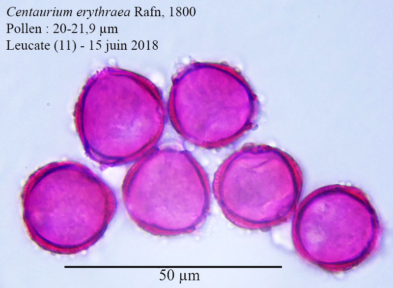 Centaurium erythraea #55365
