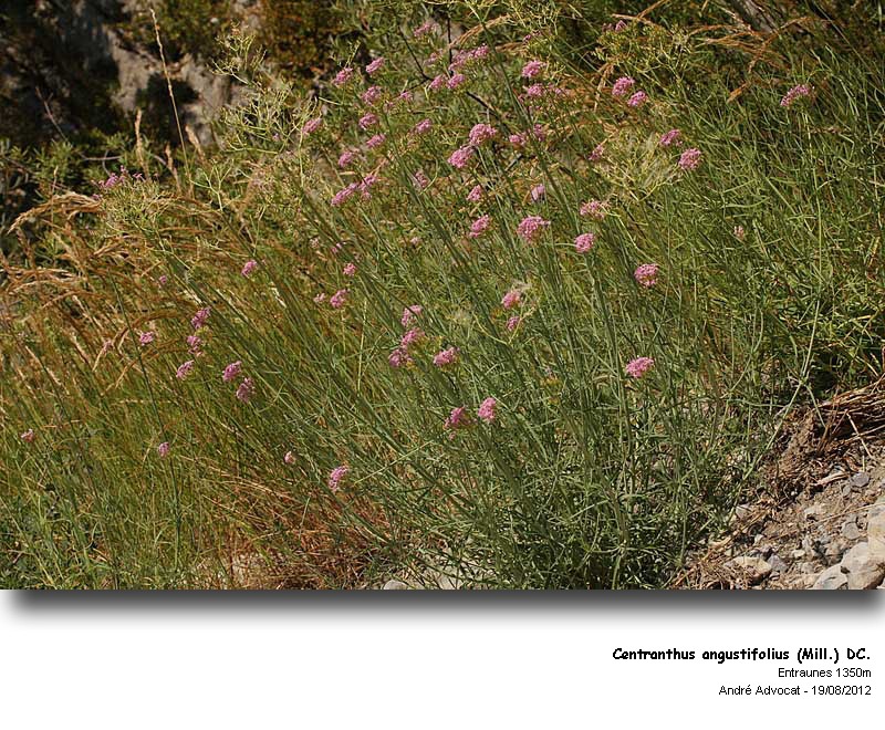 Centranthus angustifolius (Mill.) DC #28089