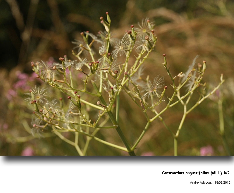 Centranthus angustifolius (Mill.) DC #28091