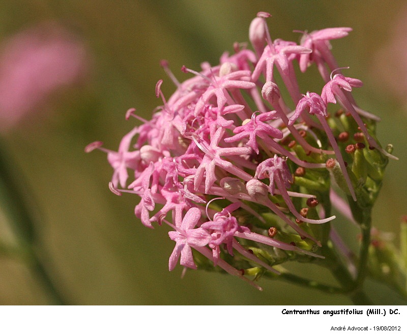 Centranthus angustifolius (Mill.) DC #28090