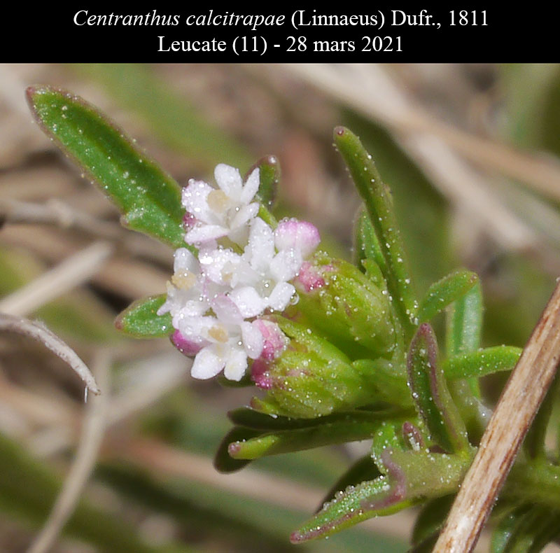 Centranthus calcitrapae #66406