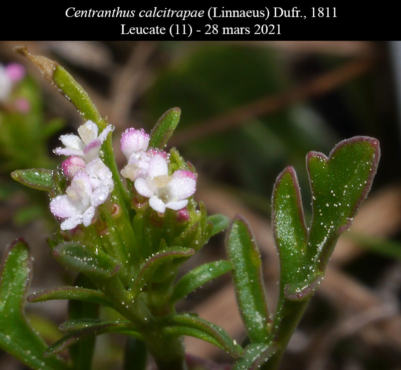Centranthus calcitrapae #66402