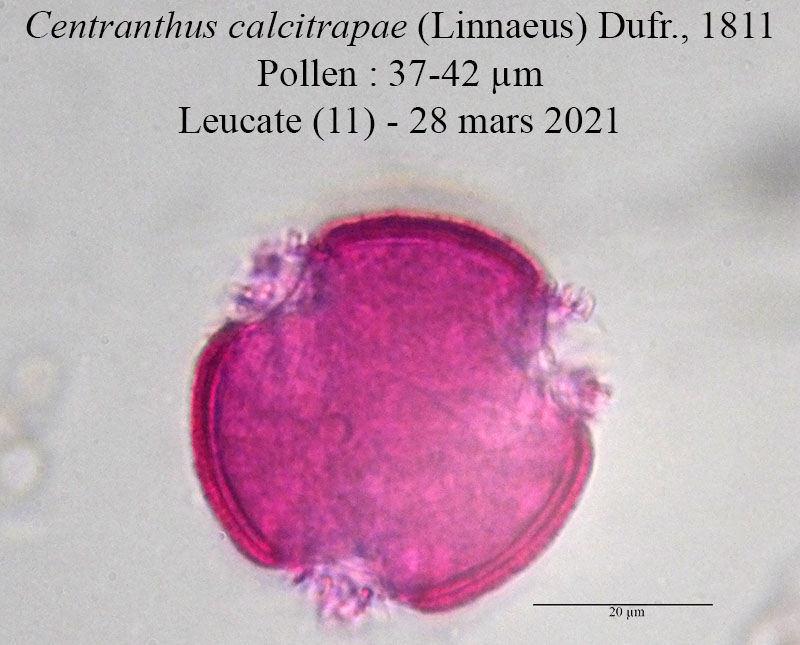 Centranthus calcitrapae #66408