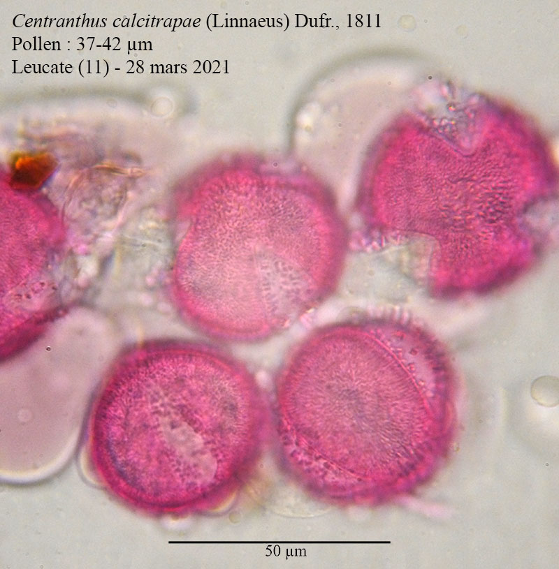 Centranthus calcitrapae #66407