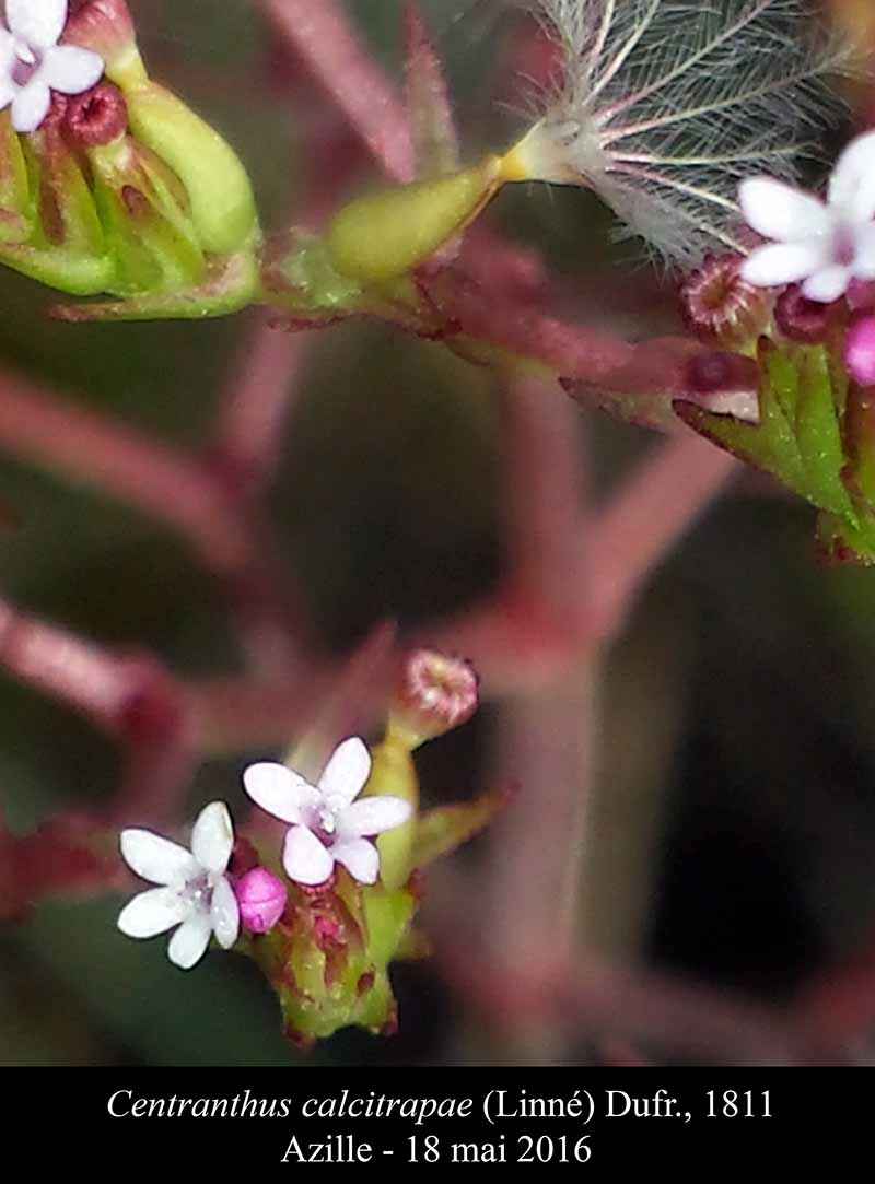Centranthus calcitrapae #45829
