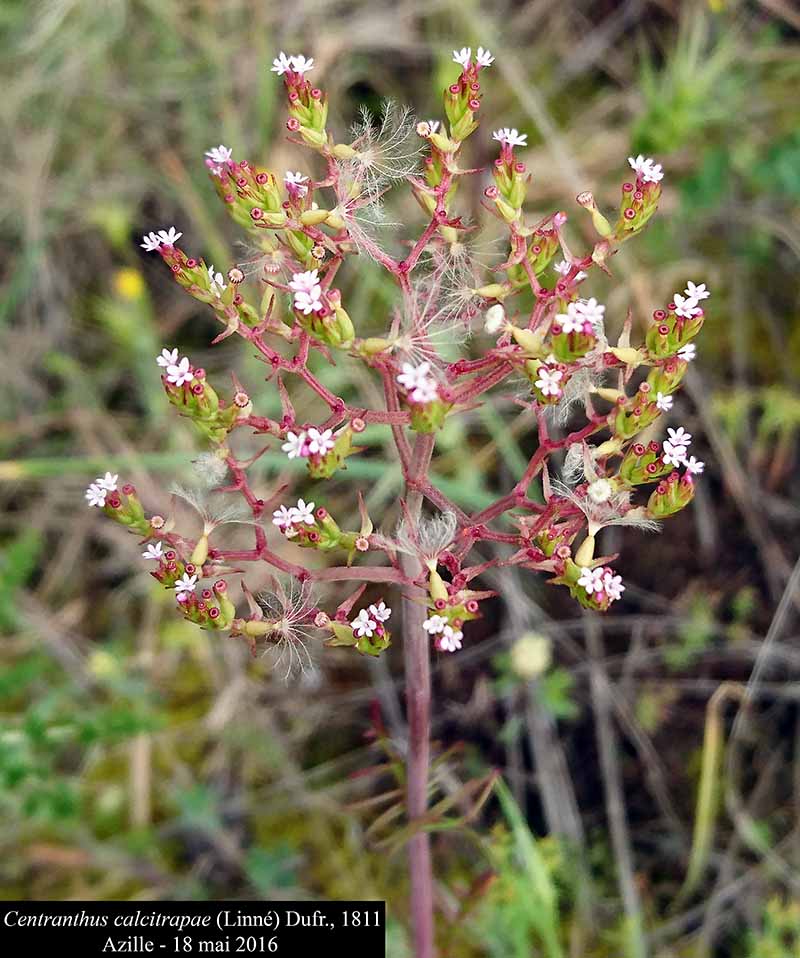 Centranthus calcitrapae #45828