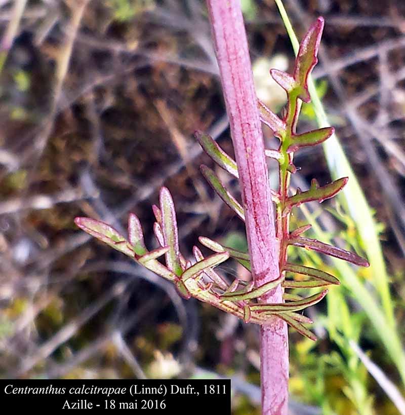 Centranthus calcitrapae #45827