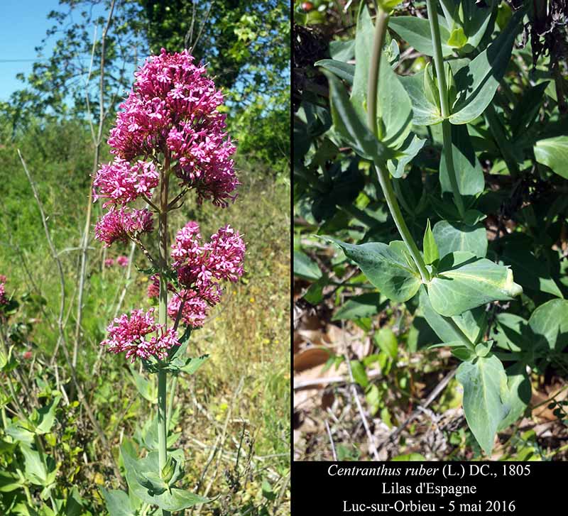 Centranthus ruber (Linné) De Candolle, 1805 #45139