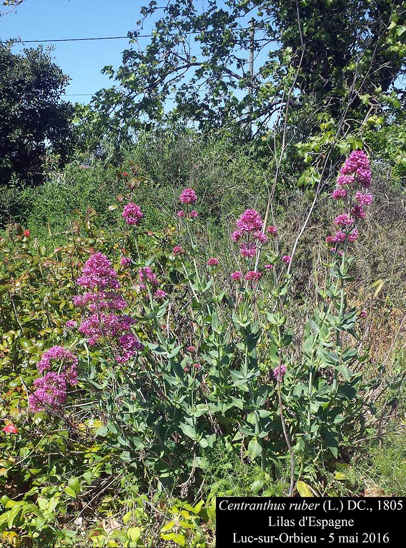 Centranthus ruber (Linné) De Candolle, 1805 #45138